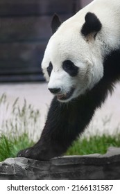 Giant Panda Bear ( Ailuropoda Melanoleuca), Portrait Side View