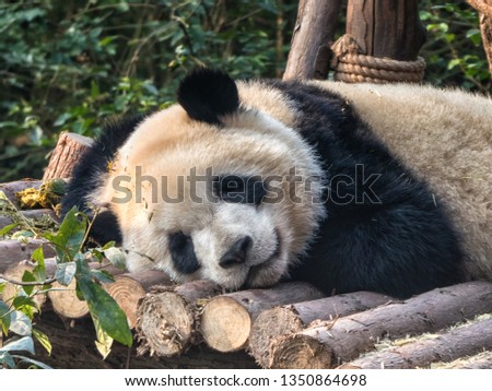 Giant Panda bear (Ailuropoda melanoleuca)