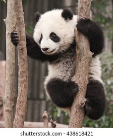 Giant Panda Bear Baby