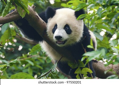 Giant panda bear close-up shot in tree