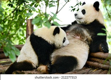 Giant Panda Bear Cub And Mother Breastfeeding Chengdu, China