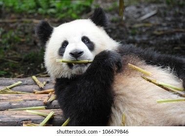 Giant panda bear eating bamboo shoots