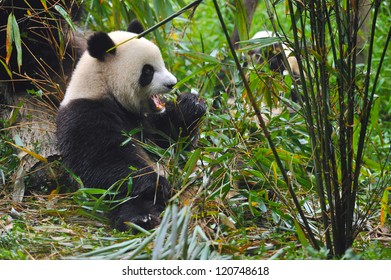 Giant Panda Bear Eating Bamboo In Forest