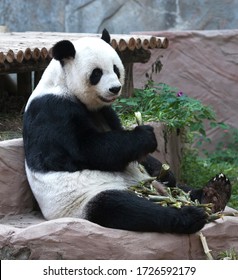 Giant Panda Bear Eating Bamboo. It Is A Bear Native To South Central China