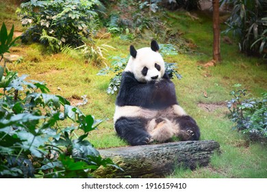 Giant Panda Bear Eating Bamboo Leafs