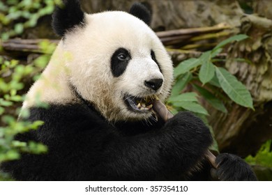 Giant Panda Bear Eating Bamboo Chengdu, China 