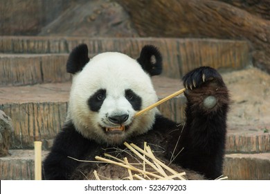 giant panda bear eating bamboo