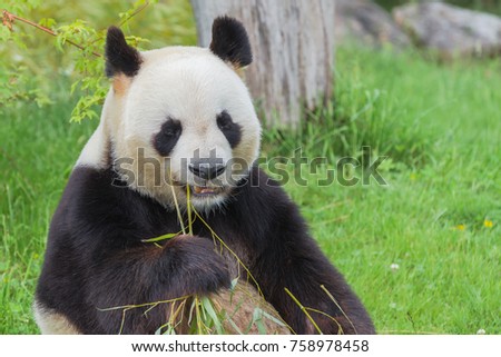     Giant panda, bear panda eating bamboo 