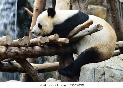 Giant panda bear in the Hong Kong zoo