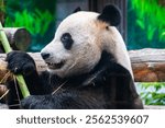 The Giant Panda Bear sits while eating a bamboo stalk. The giant panda, Ailuropoda melanoleuca