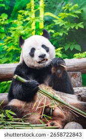 The Giant Panda Bear sits while eating a bamboo stalk. The giant panda, Ailuropoda melanoleuca