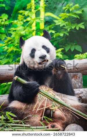 The Giant Panda Bear sits while eating a bamboo stalk. The giant panda, Ailuropoda melanoleuca