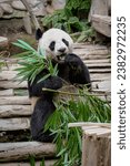 Giant panda bear sitting down enjoying eating bamboo in its enclosure at Chiang Mai, Thailand.