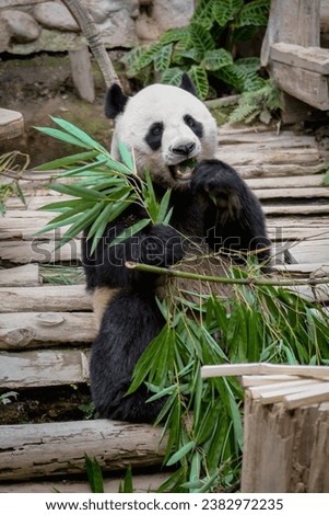 Giant panda bear sitting down enjoying eating bamboo in its enclosure at Chiang Mai, Thailand.