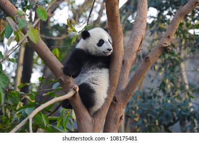 Giant panda bear in tree