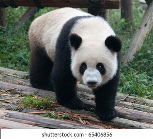 Giant Panda Bear Walking