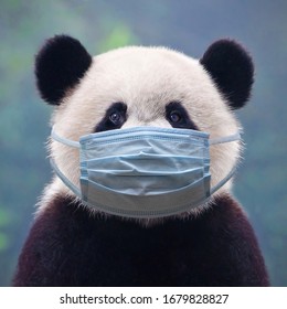 Giant panda bear wearing a face mask