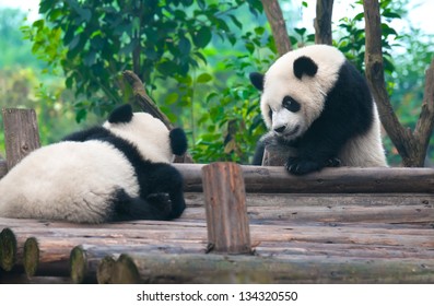 Giant Panda Bears Playing