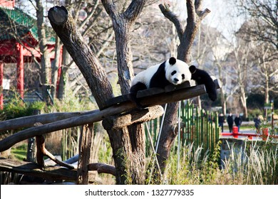 Giant Panda At Berlin Zoo