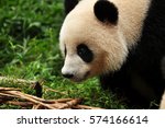 A giant panda in Chengdu, China.