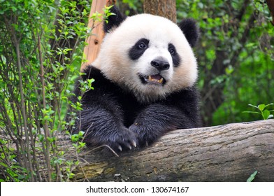 Giant Panda At Chengdu, China