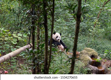 Giant Panda Conservation Center Chengdu China Stock Photo 1534270655