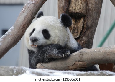 Giant Panda Is Covered With White Snow