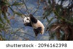 Giant panda cub in Bifengxia Panda Base, Sichuan, China
