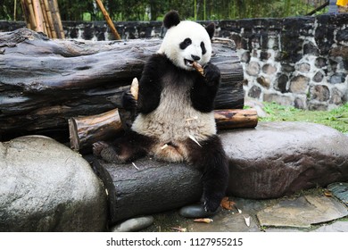 Giant Panda Cub Eating Bamboo, Dujiangyan Panda Center, Sichuan, China