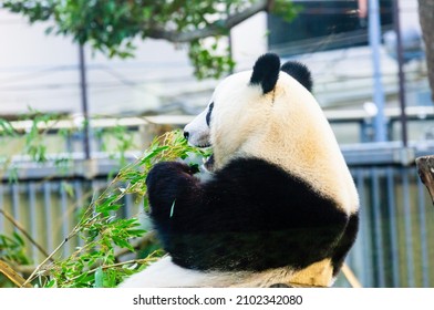 A Giant Panda Cub Eating Bamboo Grass.