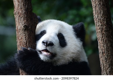 
Giant Panda Cub Up In A Tree