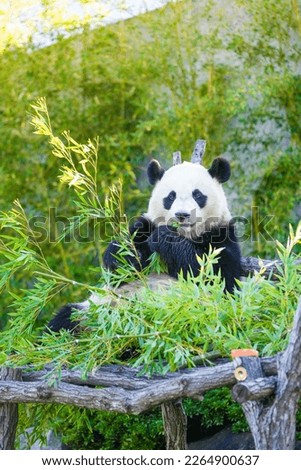 A giant panda cub turns to face us, adding a bamboo branch.