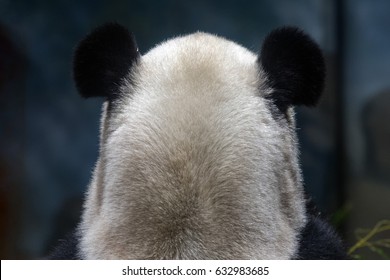 Giant Panda Ears From Back View Close Up Portrait