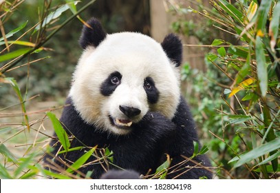 Giant Panda Eating Bamboo, Chengdu, China