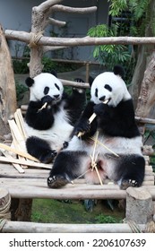 Giant Panda Eating Bamboo With Panda Cub