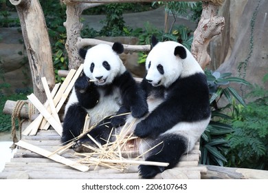 Giant Panda Eating Bamboo With Panda Cub