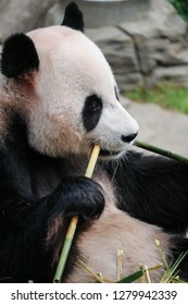 Giant panda eating a bamboo stem