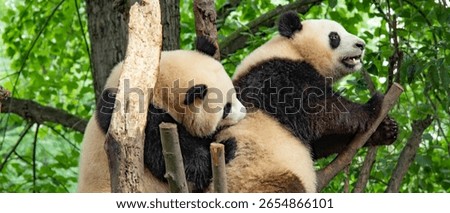 giant panda eats bamboo and moves through bamboo forest China
