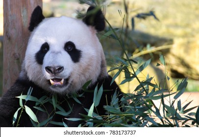 Download Panda Face Mask Images Stock Photos Vectors Shutterstock Yellowimages Mockups