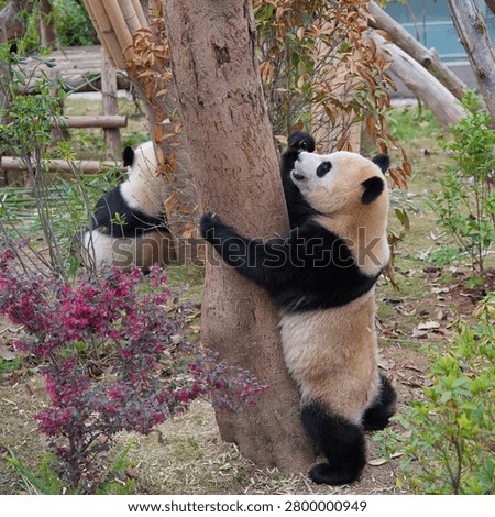 giant panda hugging tree in ints natural habitat, cute cute panda standing on two feet in the afternoon