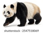 giant panda isolated on white background