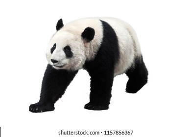 Giant panda isolated on white background. Giant pandas are no longer an endangered species. No people. Copy space