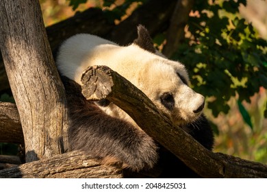 The Giant Panda,  Also Known As The Panda Bear (or Simply The Panda), Is A Bear Native To South Central China.