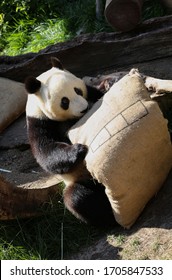 Giant Panda, Also Known As The Panda Bear Or Simply The Panda, A Bear Native To South Central China.