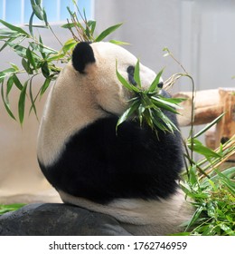 The Giant Panda, Also Known As The Panda Bear Or Simply The Panda, Is A Bear Native To South Central China. 