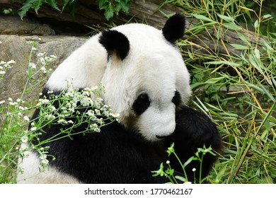 The Giant Panda, Also Known As The Panda Bear Or Simply The Panda, Is A Bear Native To South Central China.