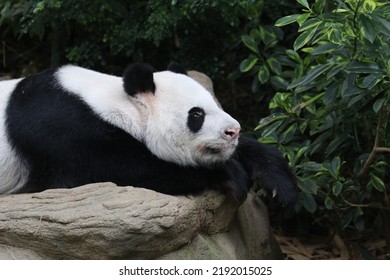 Giant Panda Lazing In An Enclosure