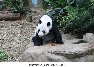 Giant Panda Lazing In An Enclosure