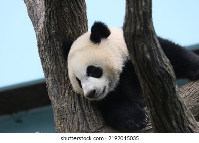 Giant Panda Lazing In An Enclosure