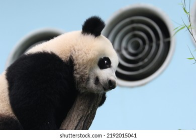 Giant Panda Lazing In An Enclosure